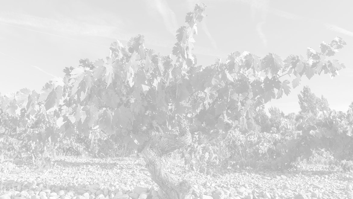 Vista panorámica de los viñedos